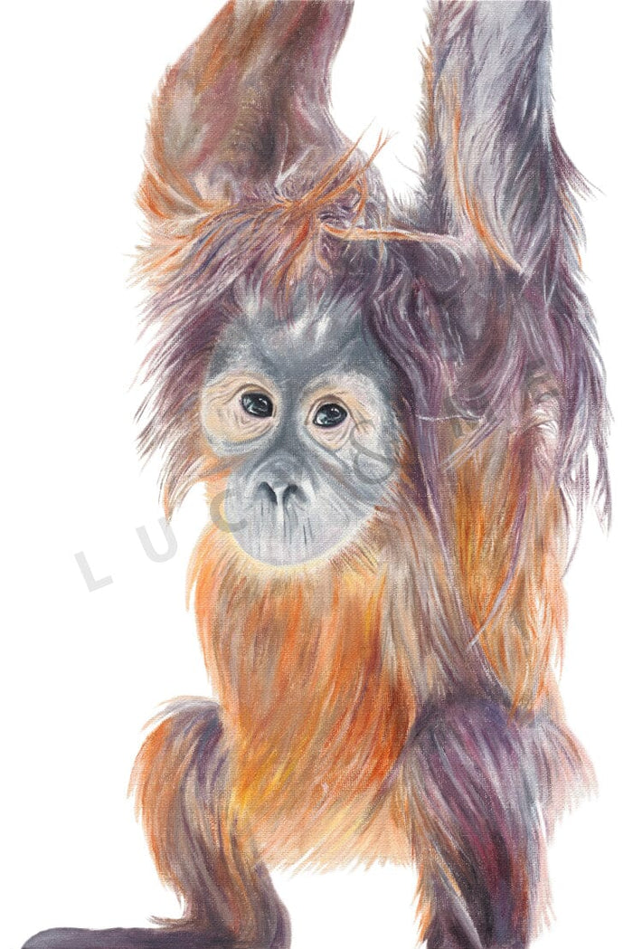 OLLIE THE ORANGUTAN Print Lucy & Me